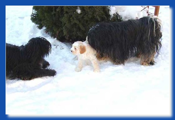 11 im-schnee